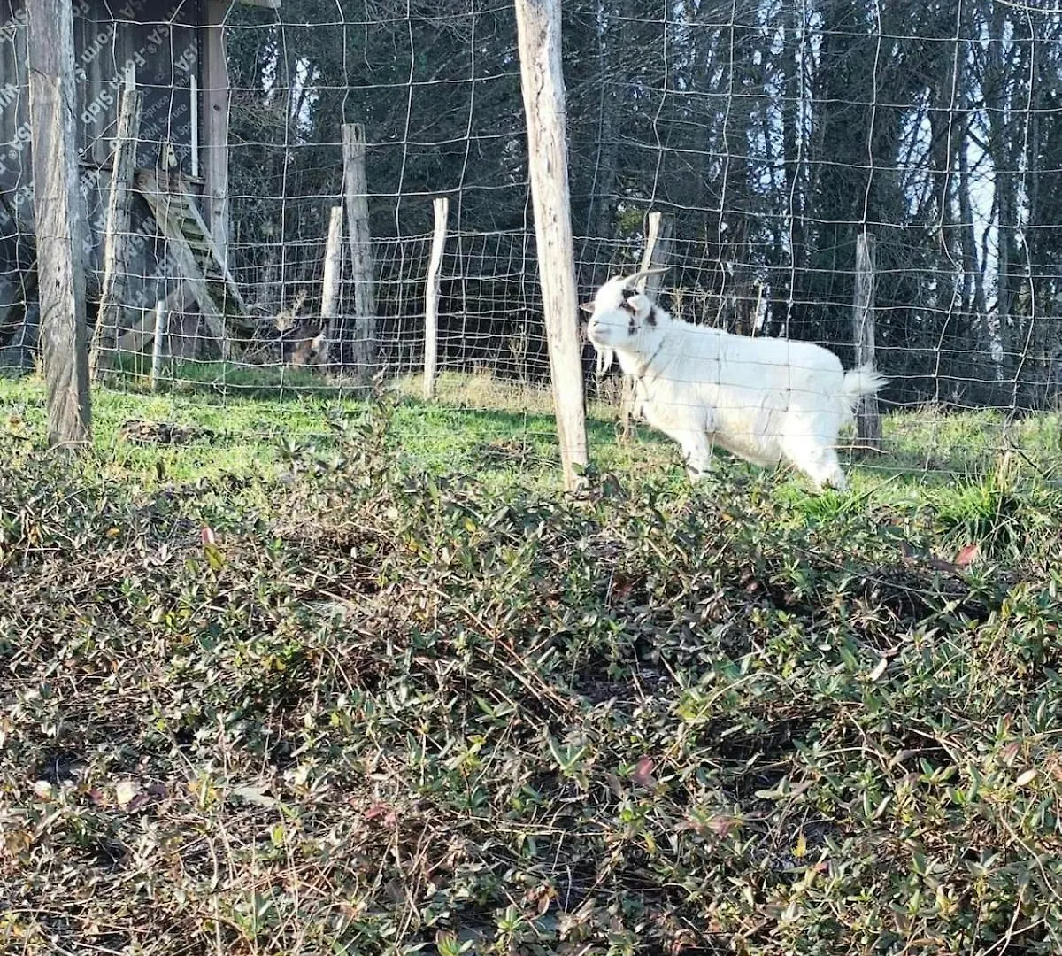 L'Azalee - Vu Splendide Sur La Nature Peyrieu France